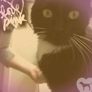 Meet your Posher, Samantha